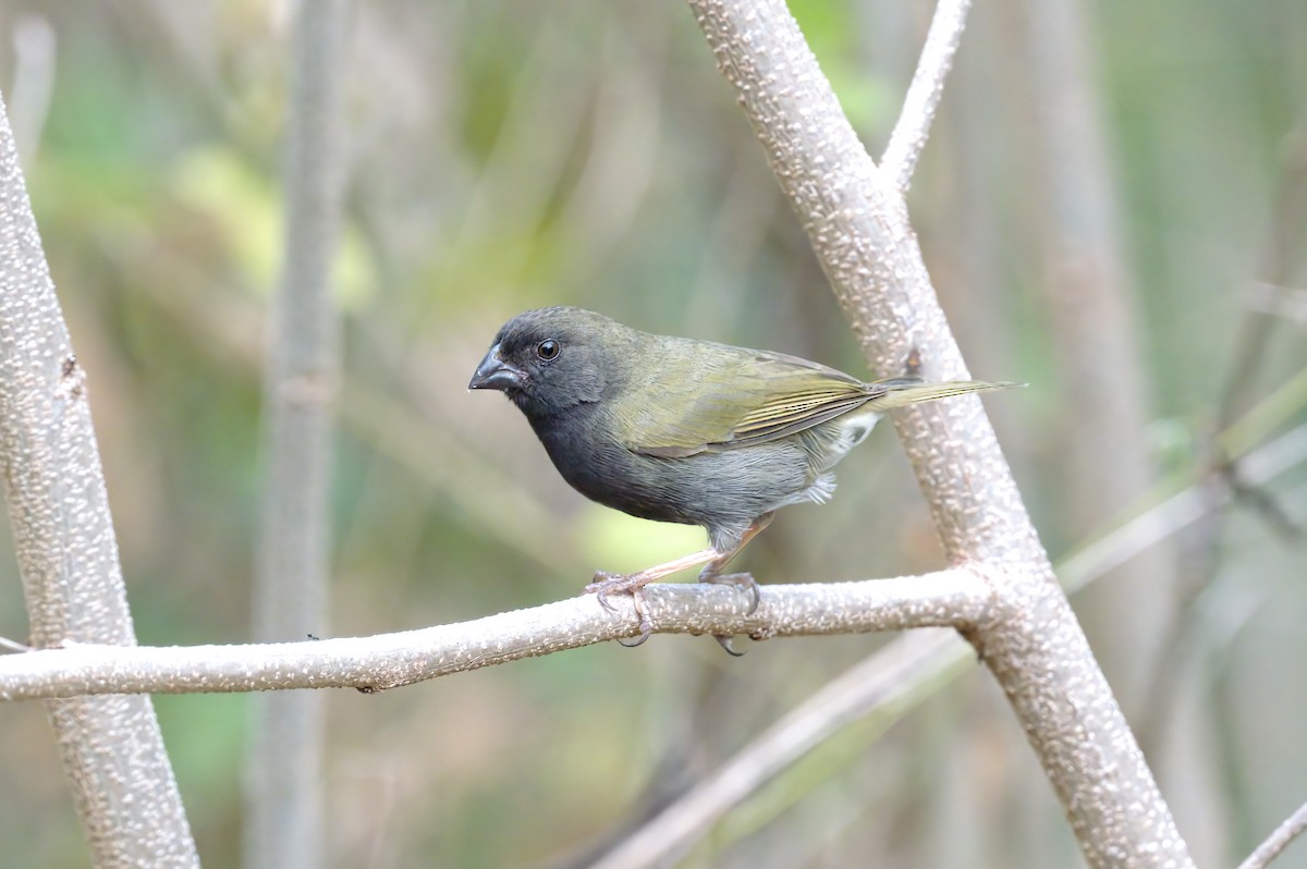 Black-faced Grassquit - Cristians Rivas