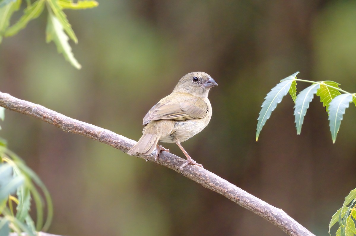 Black-faced Grassquit - Cristians Rivas