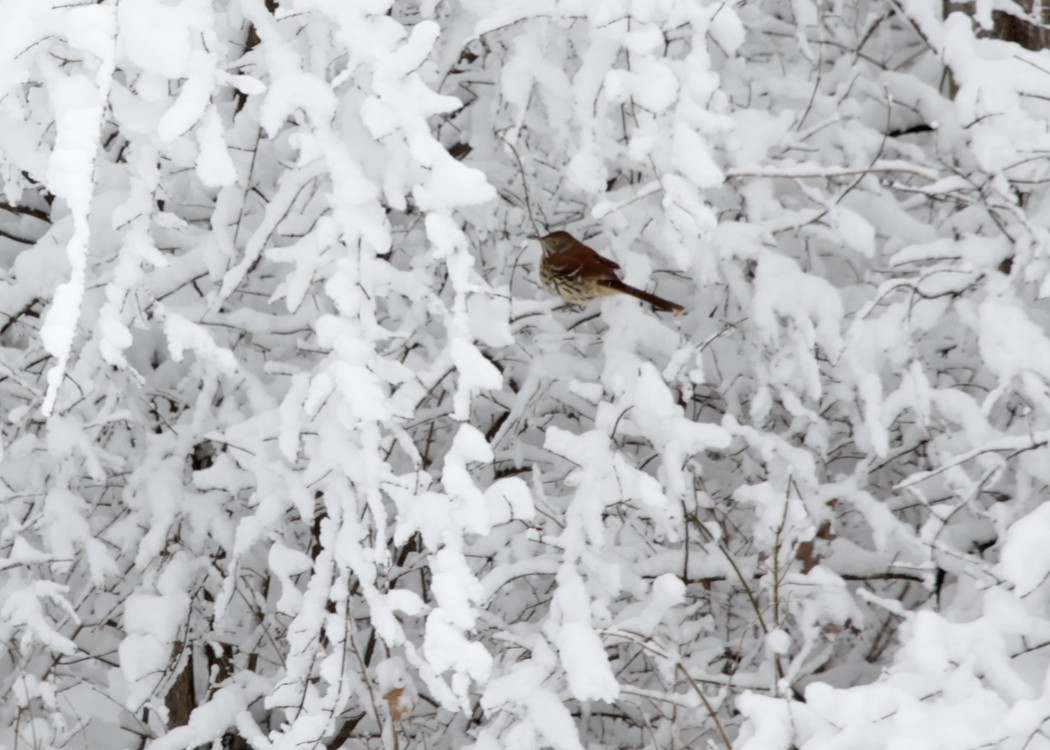 Brown Thrasher - ML416100891