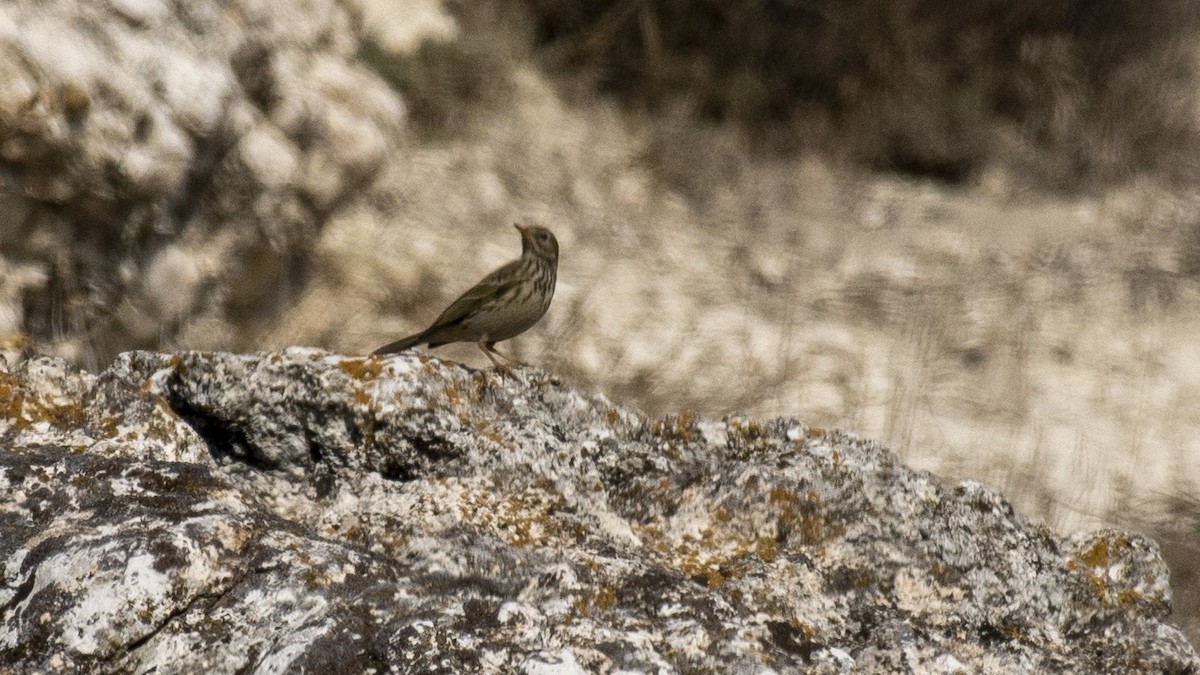 Meadow Pipit - ML416102051