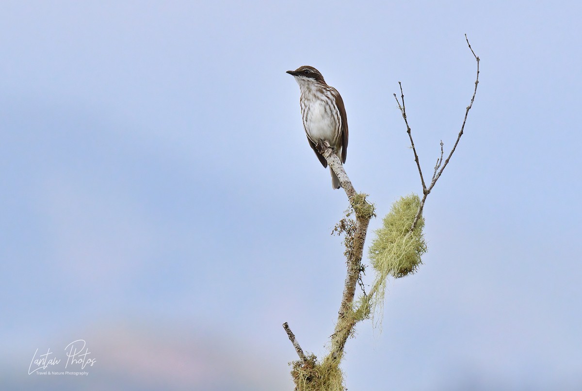 Stripe-breasted Rhabdornis - Allan Barredo