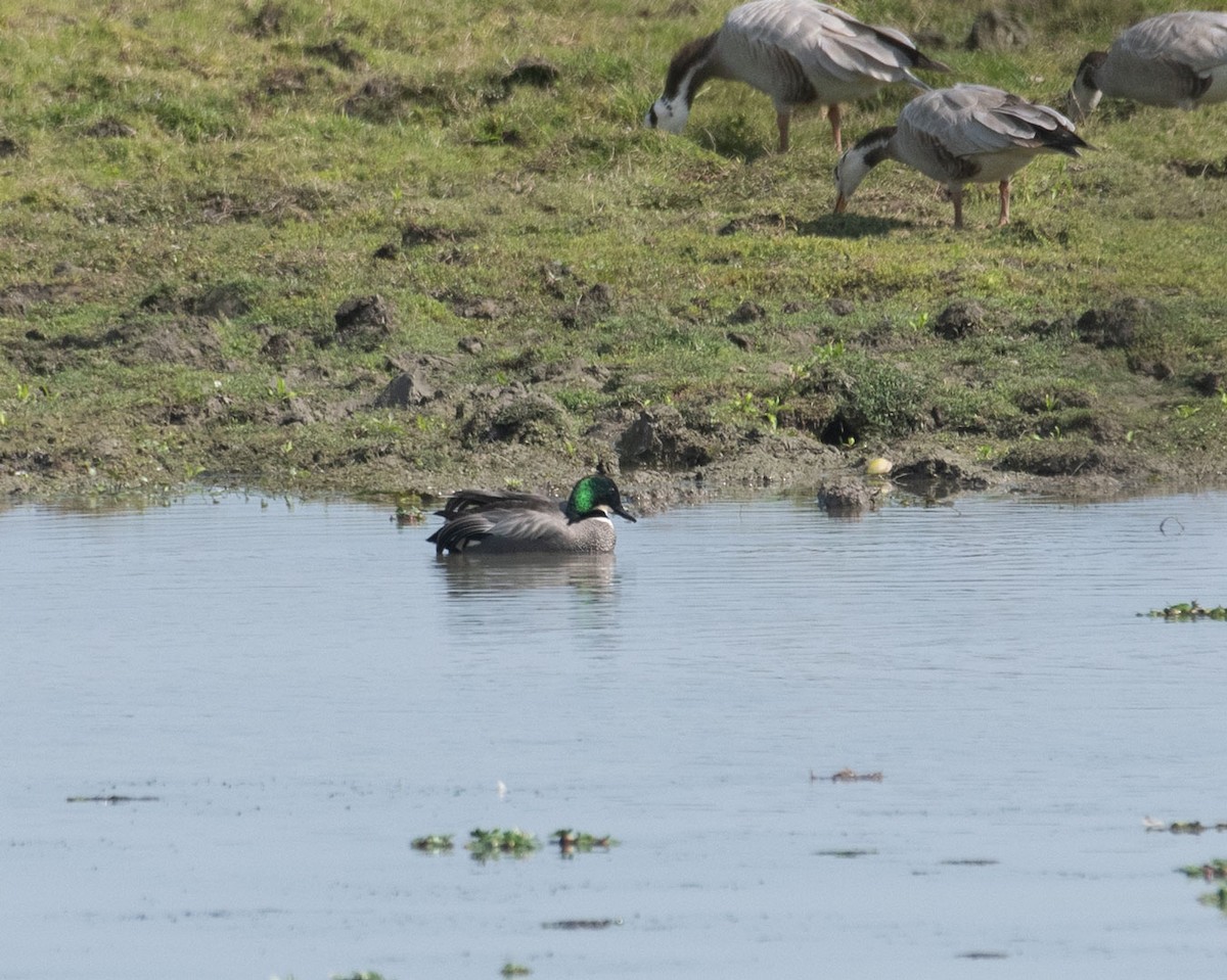 Falcated Duck - Omkar Dharwadkar