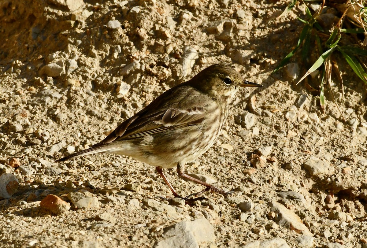 Rock Pipit - ML416105241