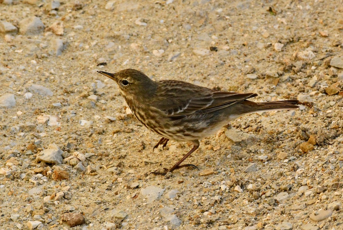 Rock Pipit - ML416105291