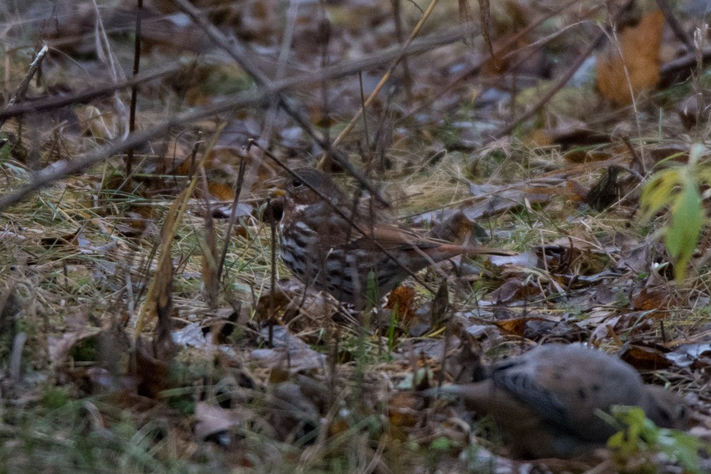 Fox Sparrow - ML41610531