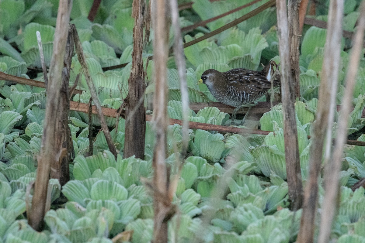 Polluela Sora - ML416105571