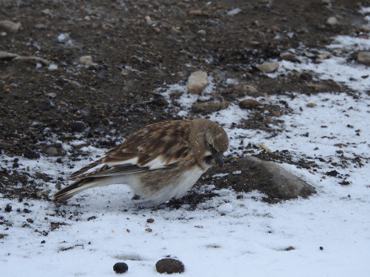Tibetan Snowfinch - ML416106151
