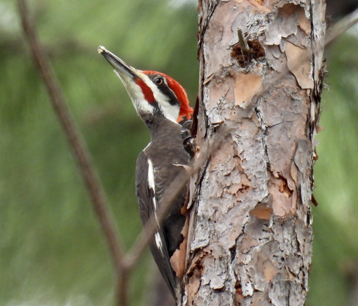 Pileated Woodpecker - ML416106621