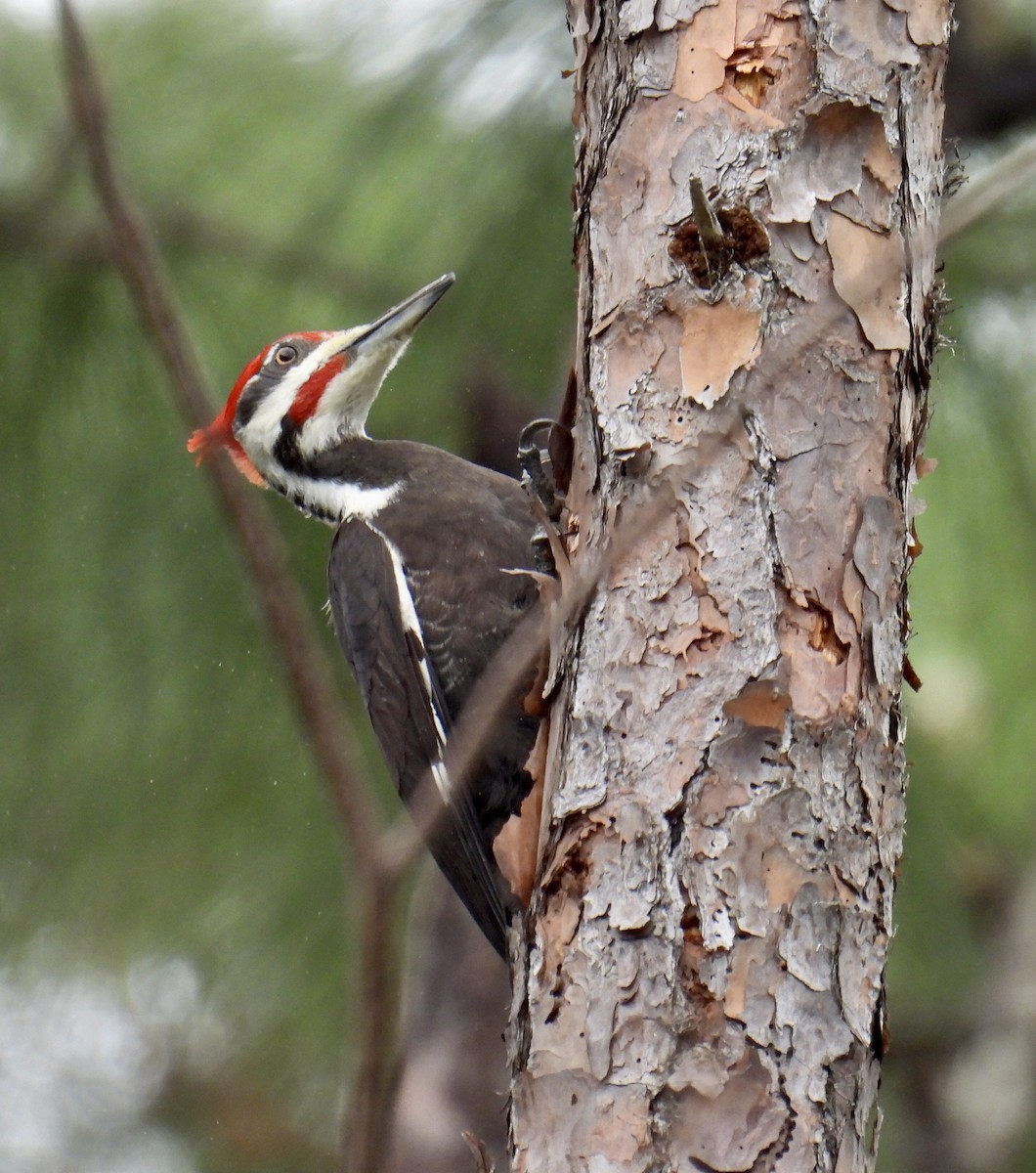 Pileated Woodpecker - ML416106631