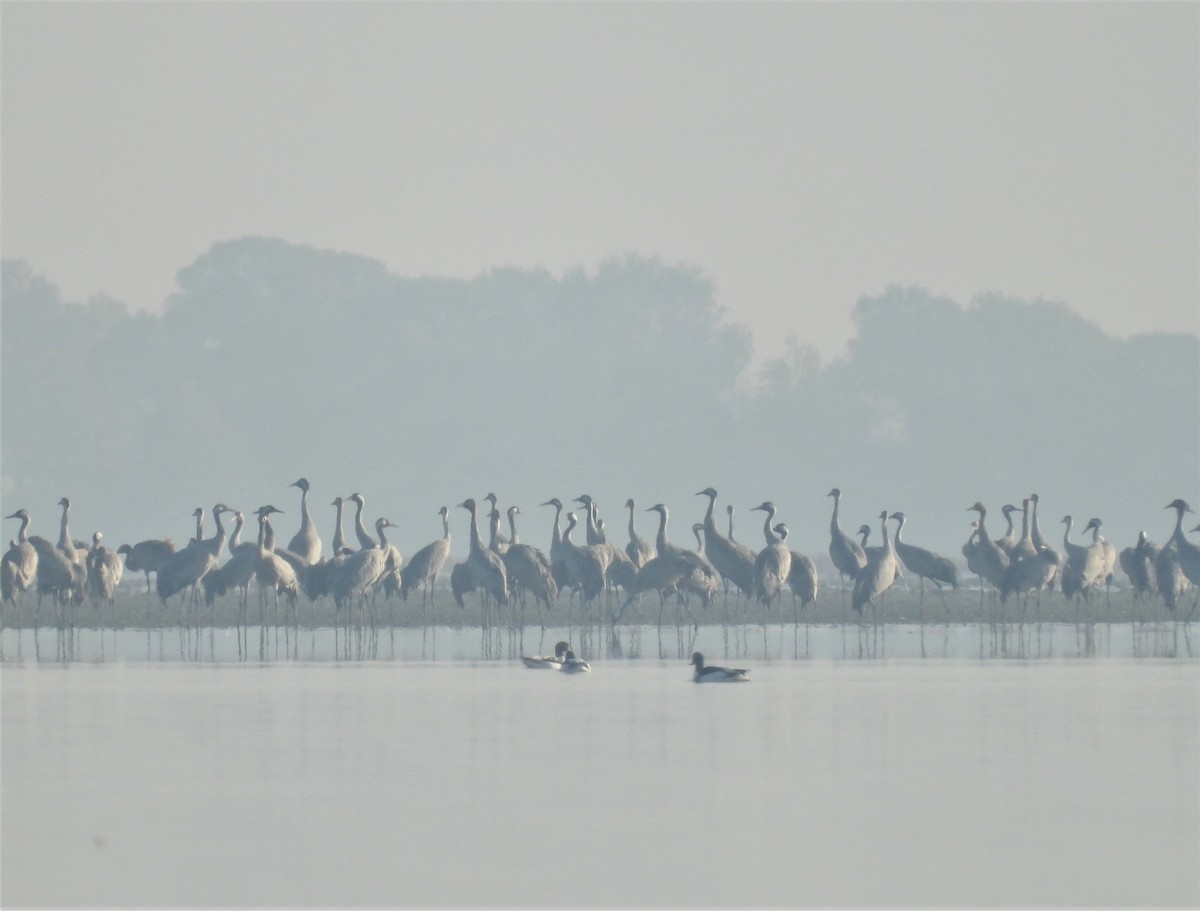 Common Crane - ML416107001