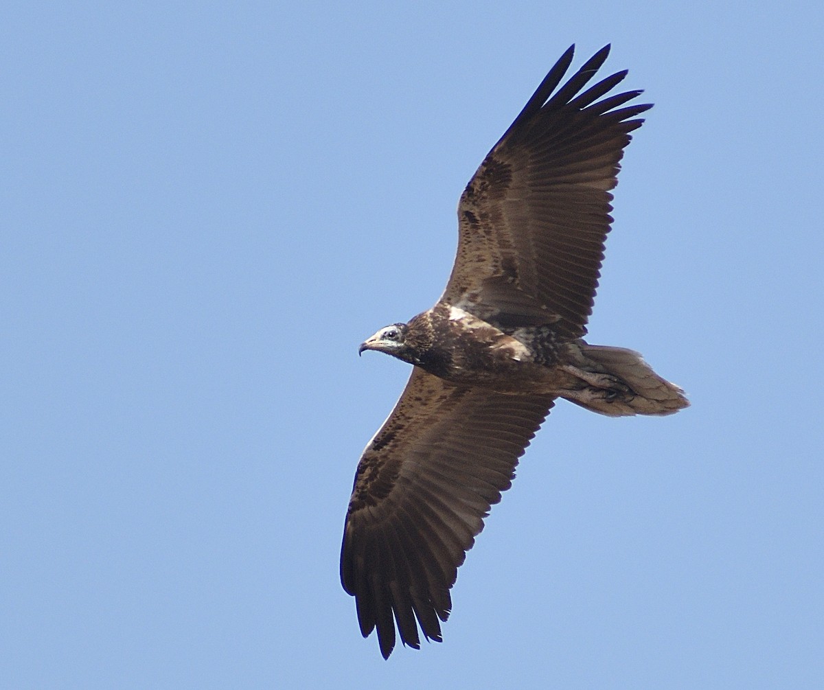 Egyptian Vulture - ML416107551