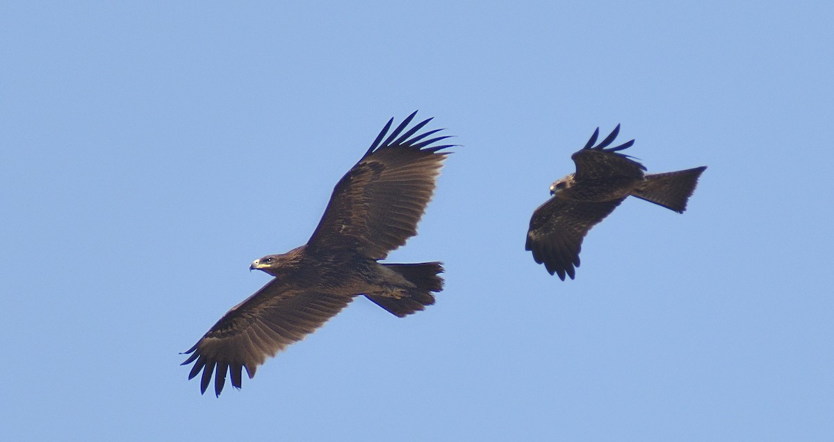 Greater Spotted Eagle - ML416107611