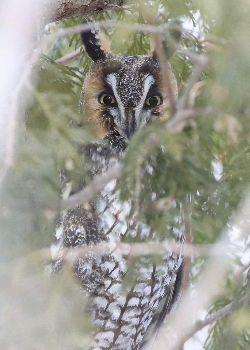 Long-eared Owl - ML416107761