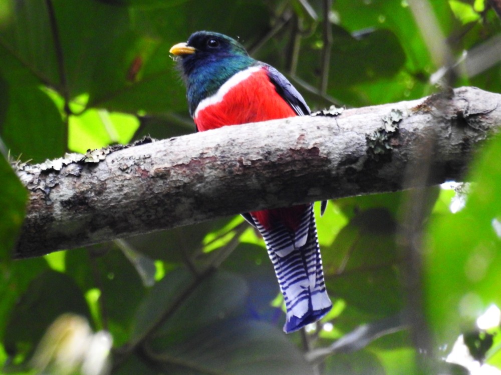 Collared Trogon - ML416107801