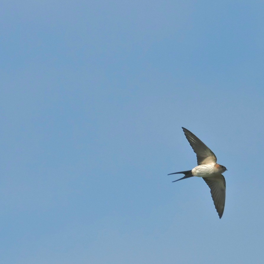 Red-rumped Swallow - ML416107981
