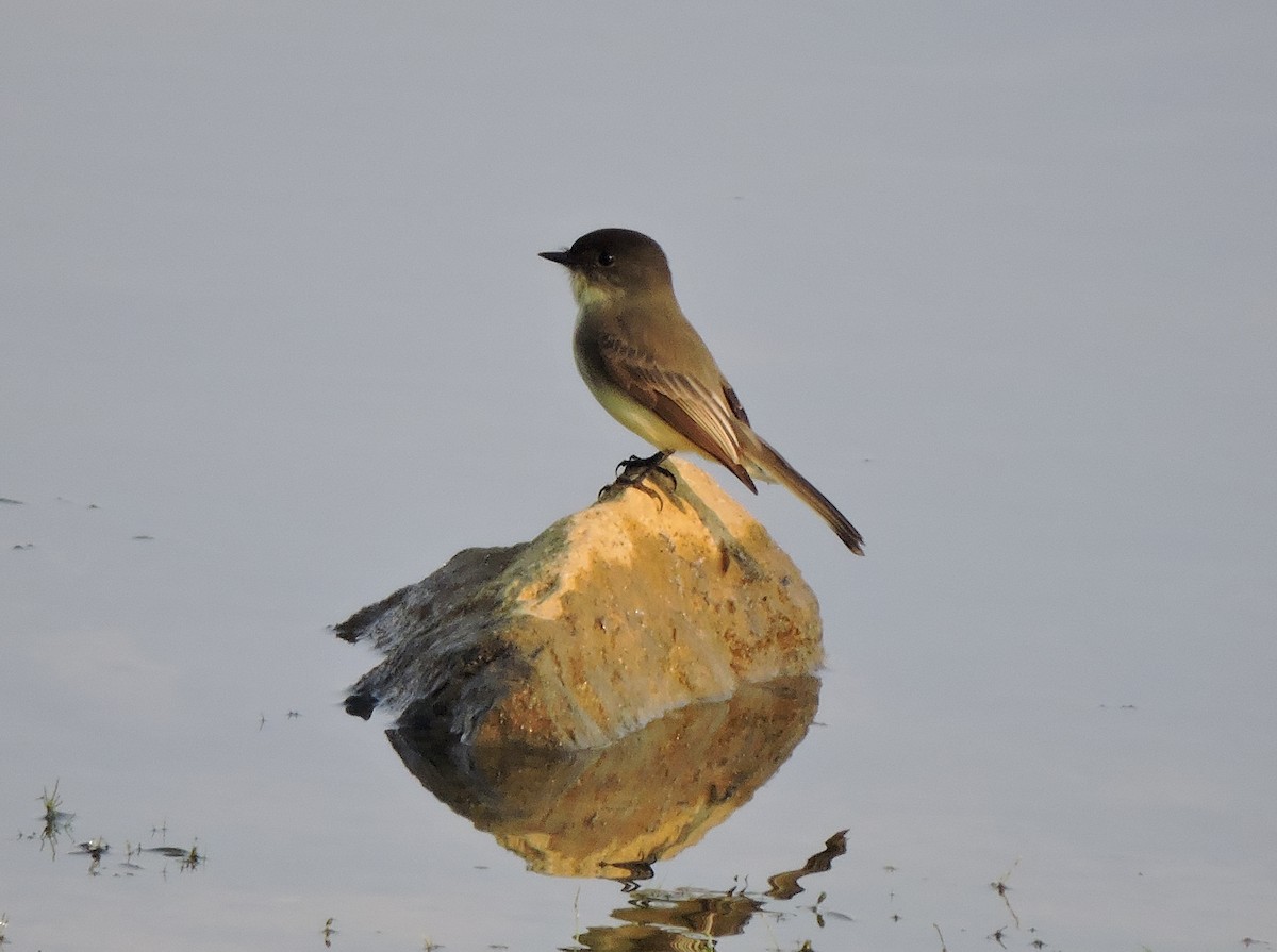 Eastern Phoebe - ML41610871