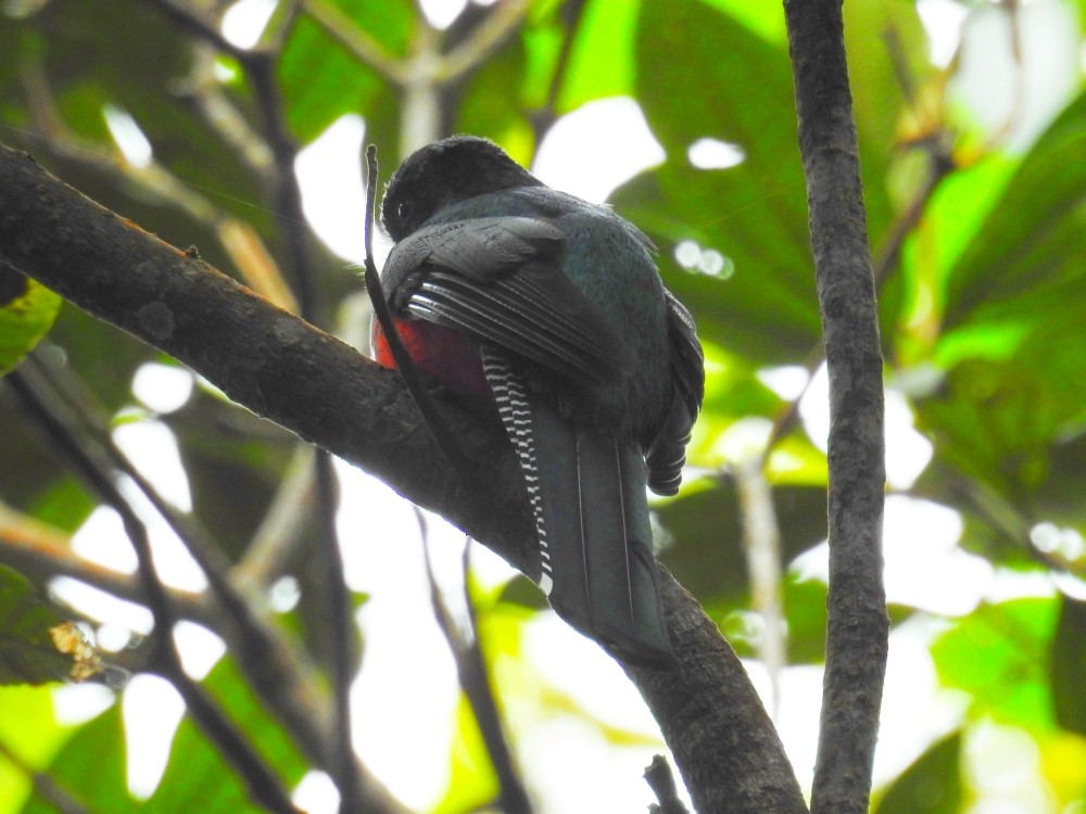 Collared Trogon - ML416109381