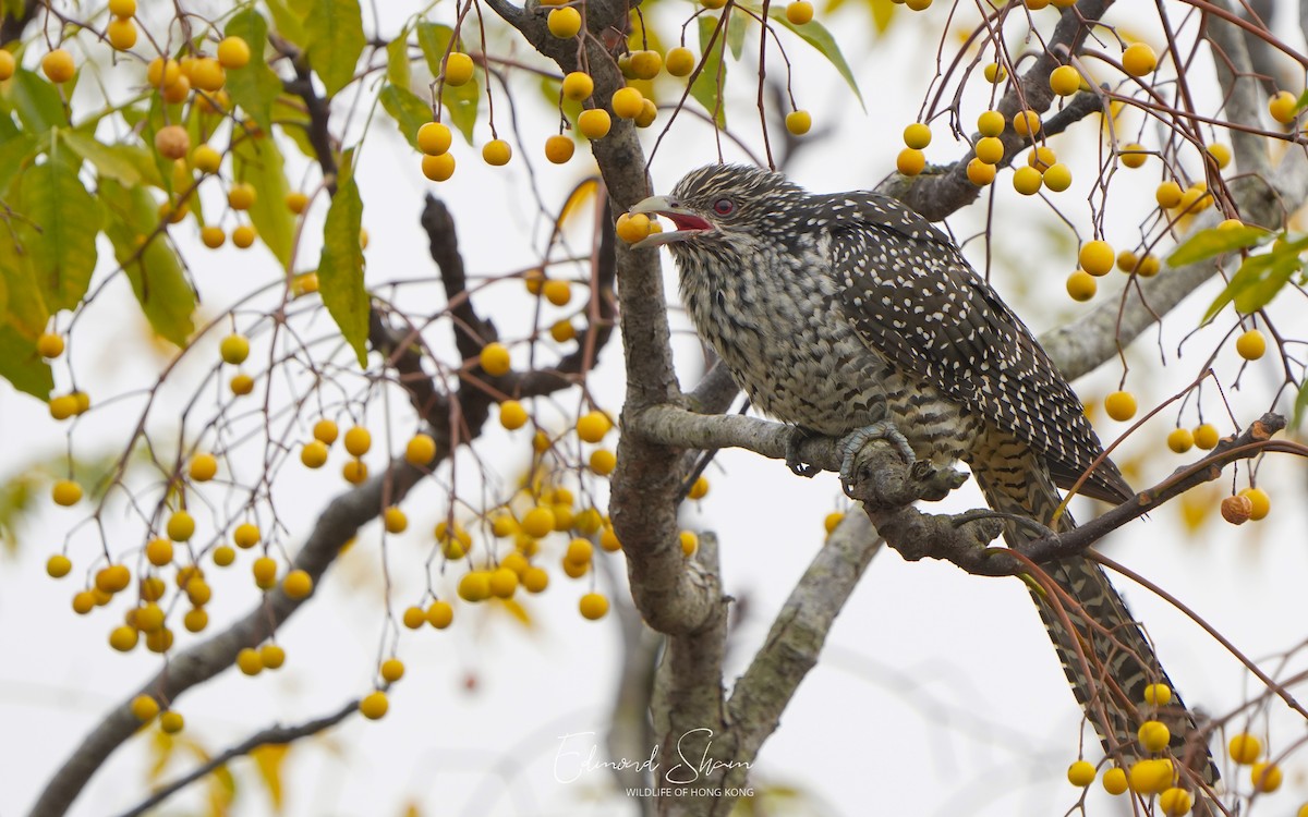 Asian Koel - Edmond Sham