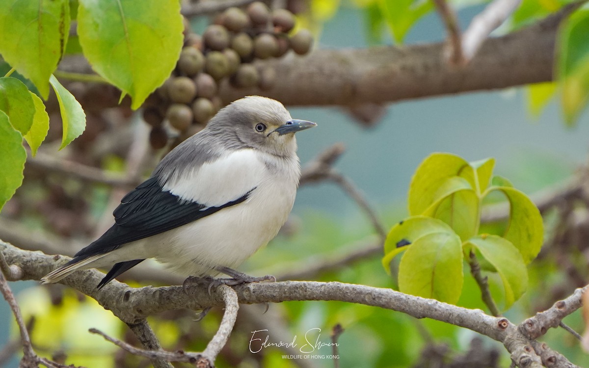White-shouldered Starling - ML416112621