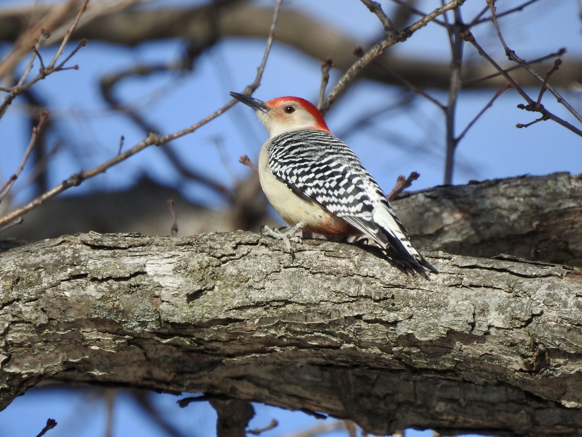 Red-bellied Woodpecker - ML416112701