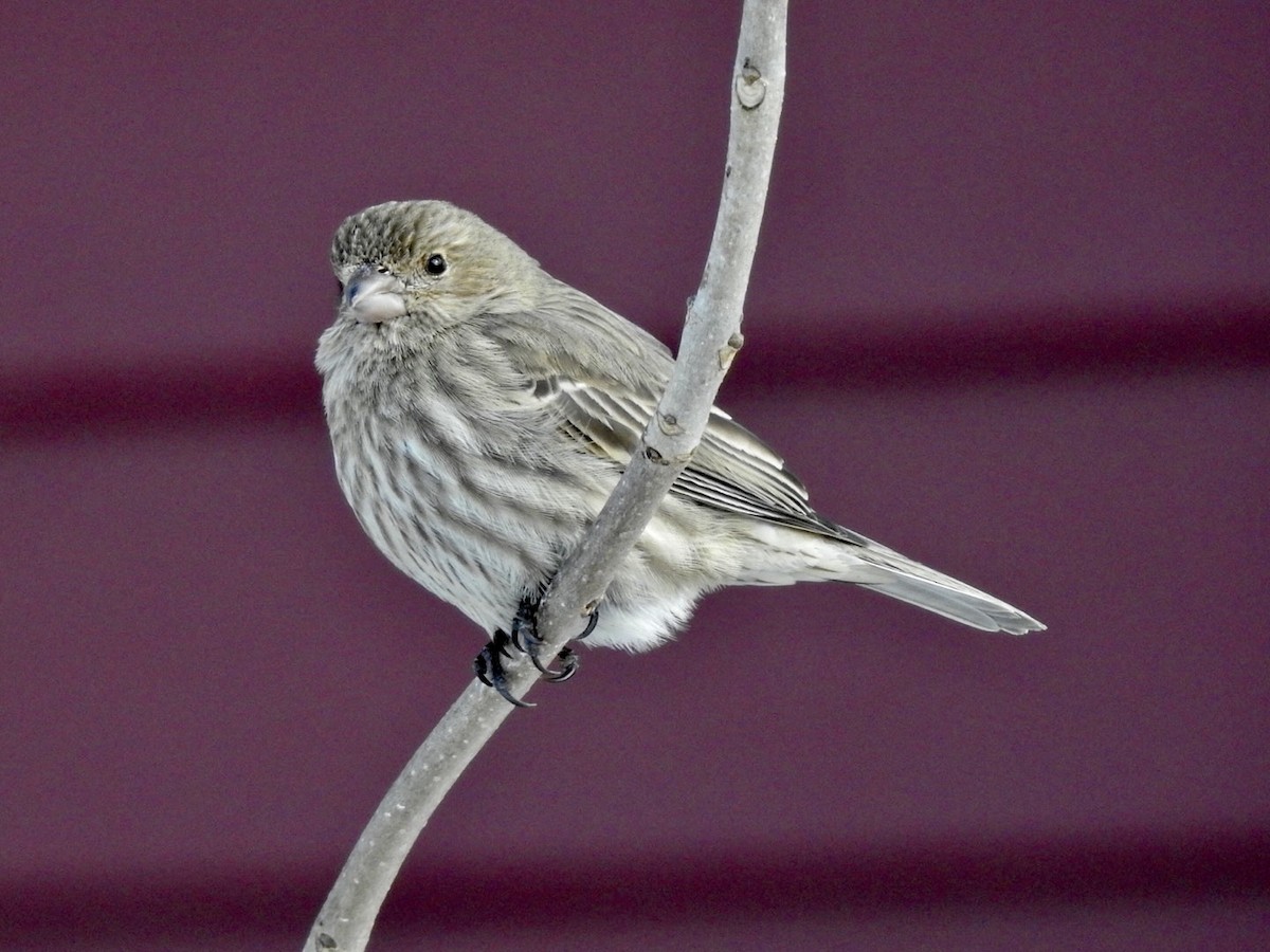 House Finch - ML416113051