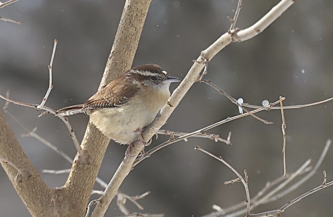 Carolina Wren - ML416114251