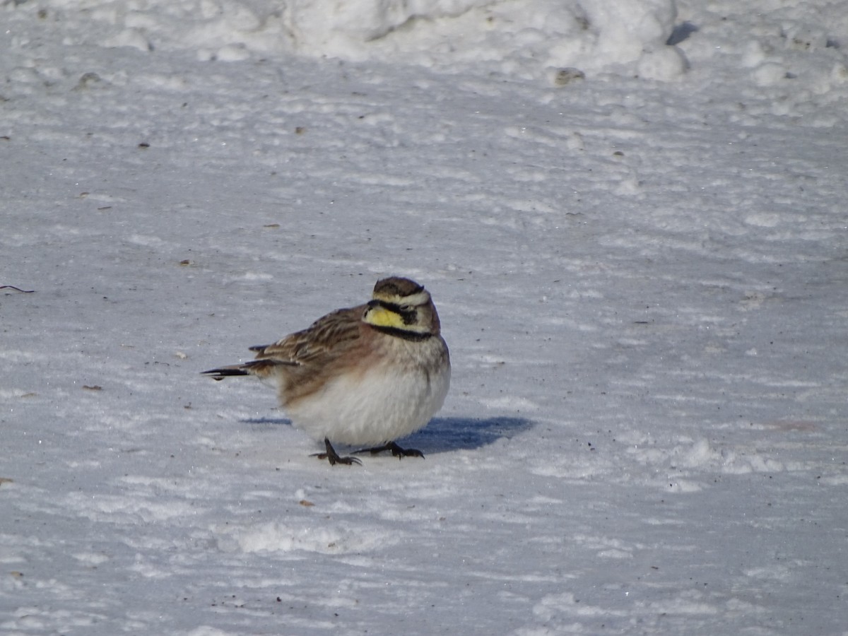 Horned Lark - Denise Desmarais