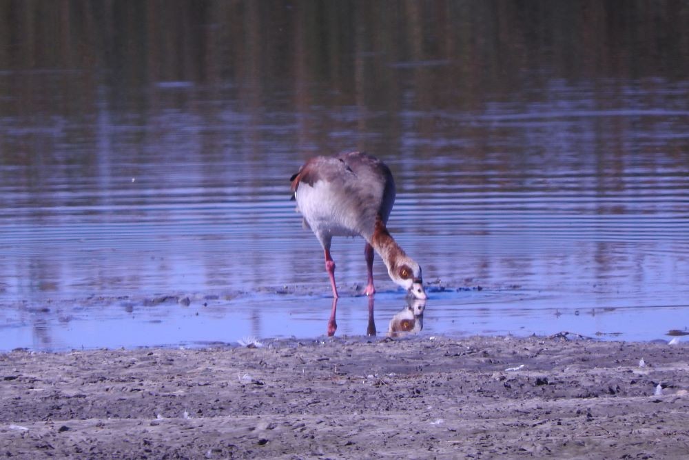 Egyptian Goose - Dieter Oschadleus