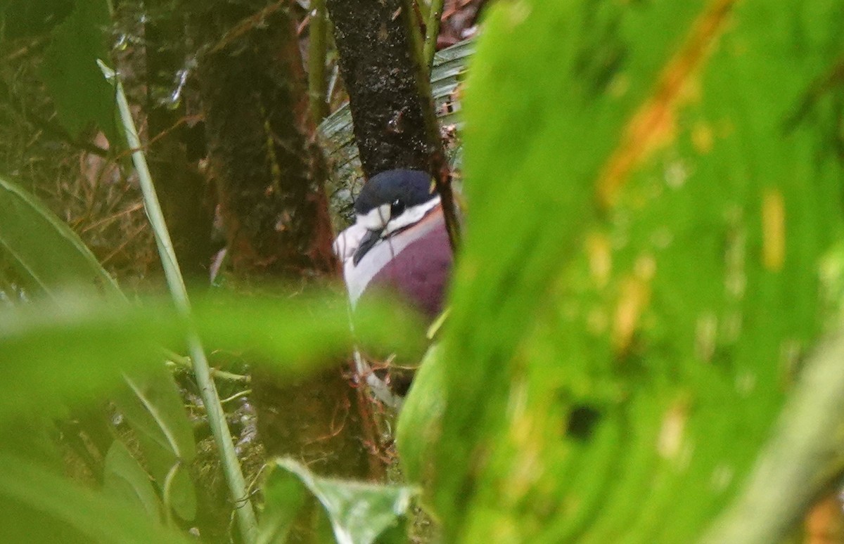 Purple Quail-Dove - Bert Harris