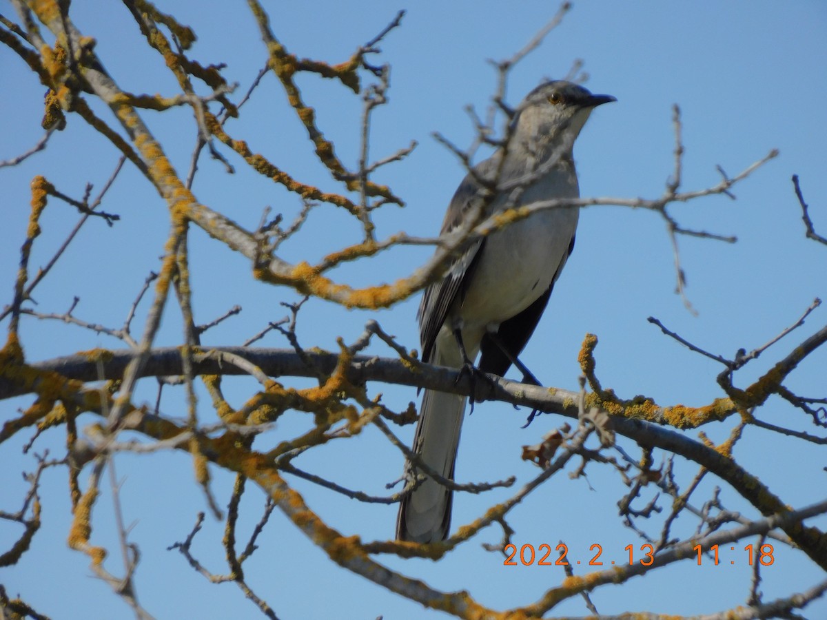 Northern Mockingbird - Cheryl D Johnson