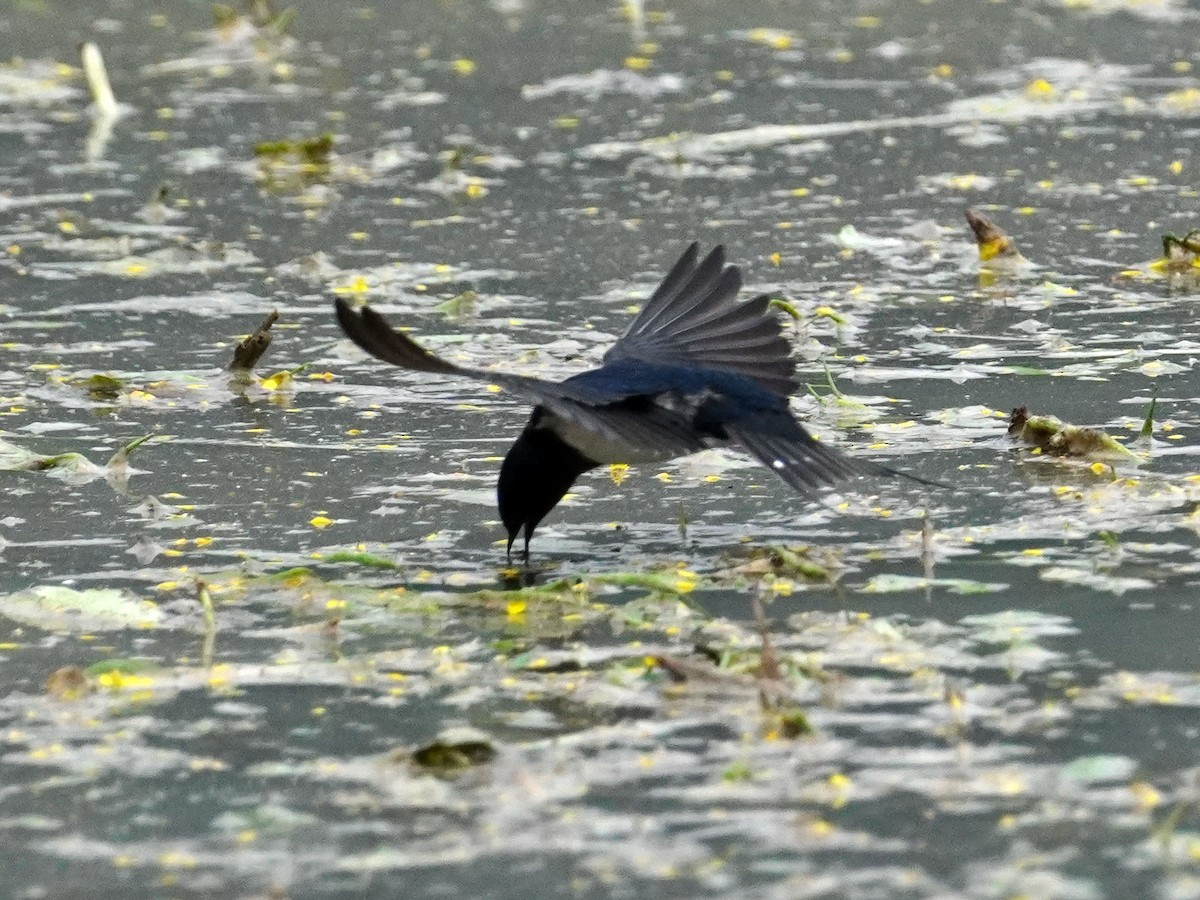 Barn Swallow - ML416119041