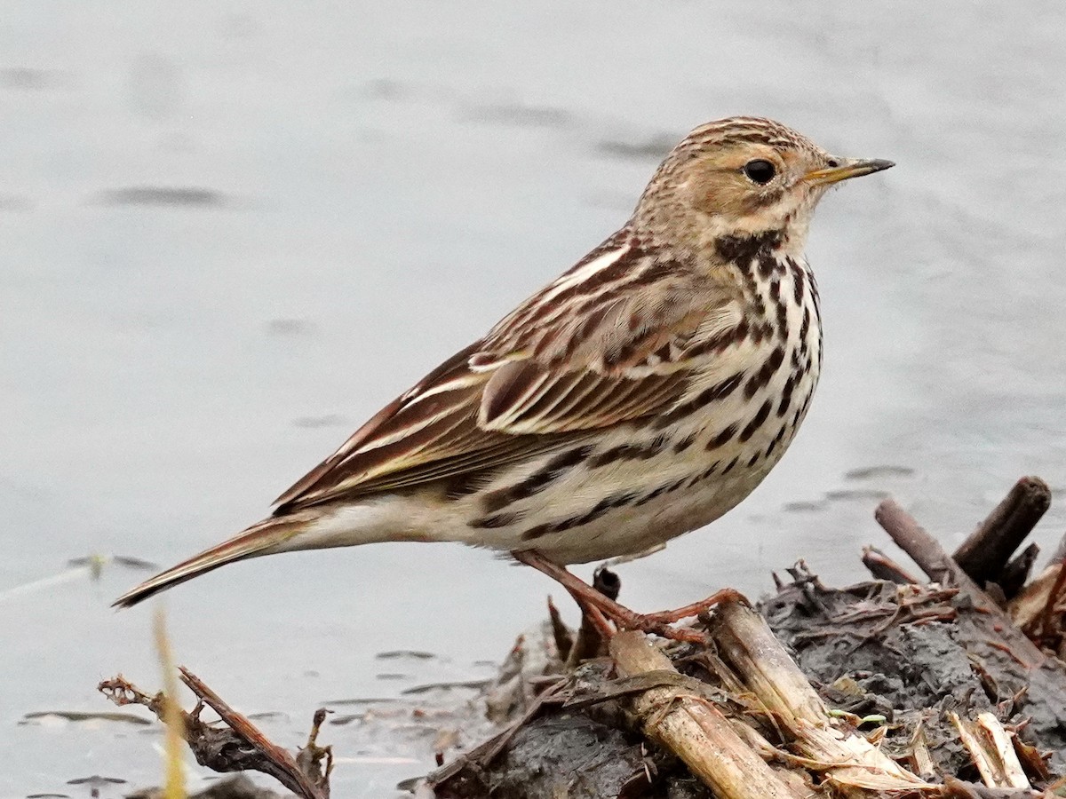 Red-throated Pipit - ML416119451