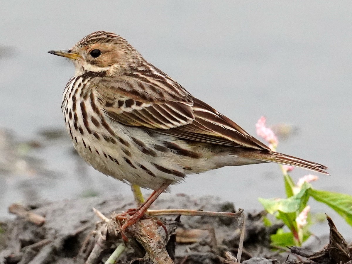 Red-throated Pipit - ML416119461