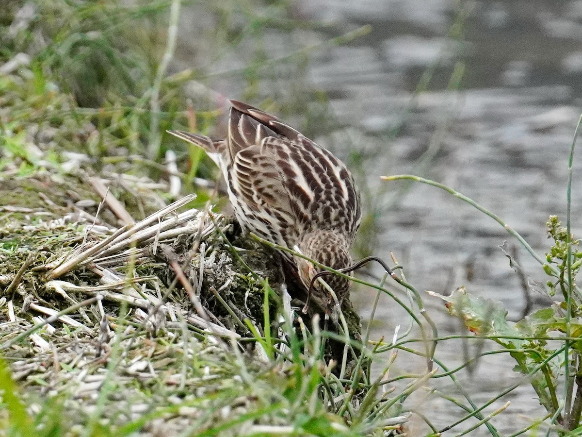 Red-throated Pipit - Donnie Tsui