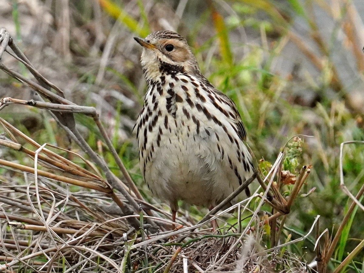 Red-throated Pipit - ML416119481