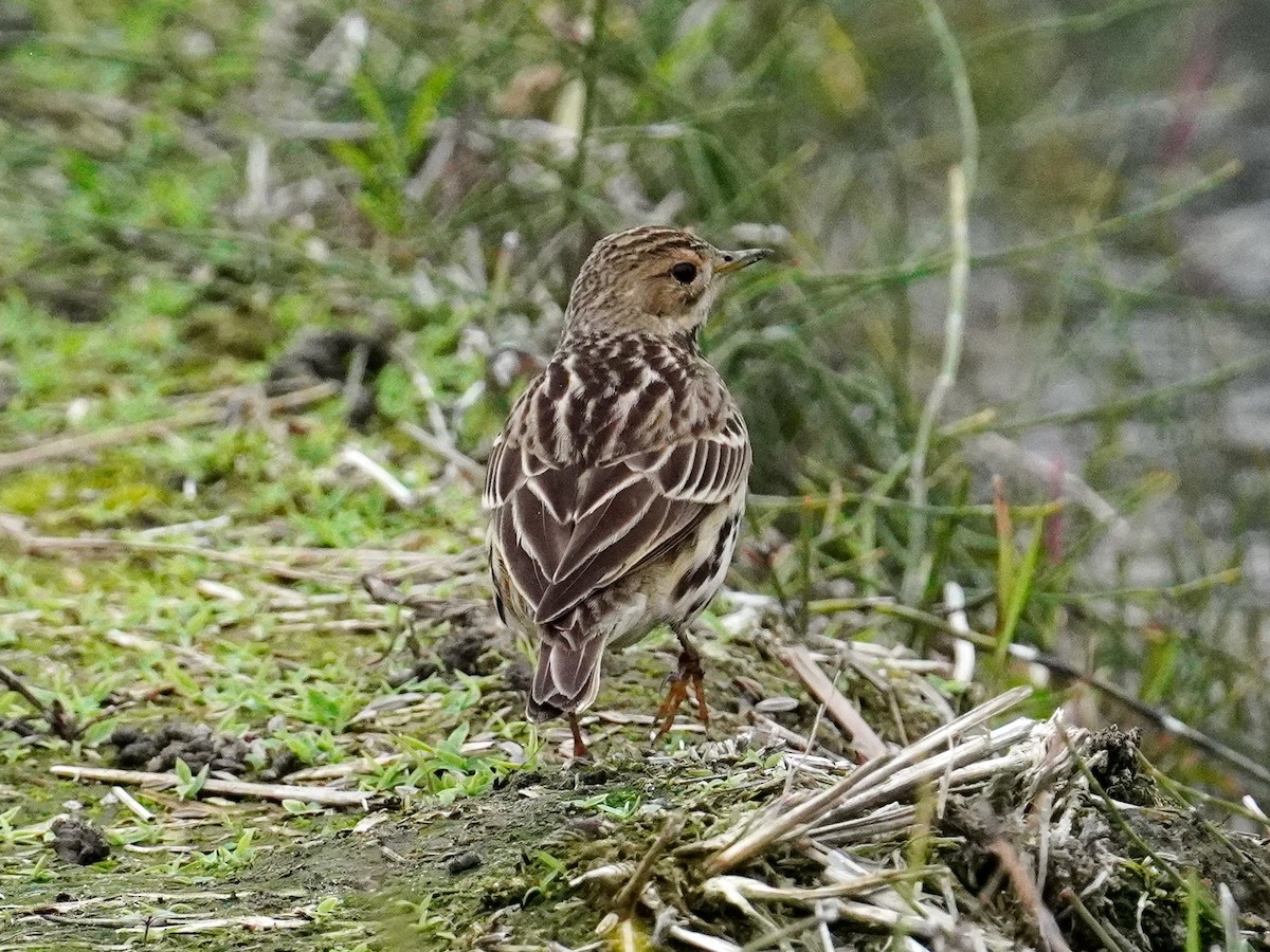 Red-throated Pipit - ML416119491
