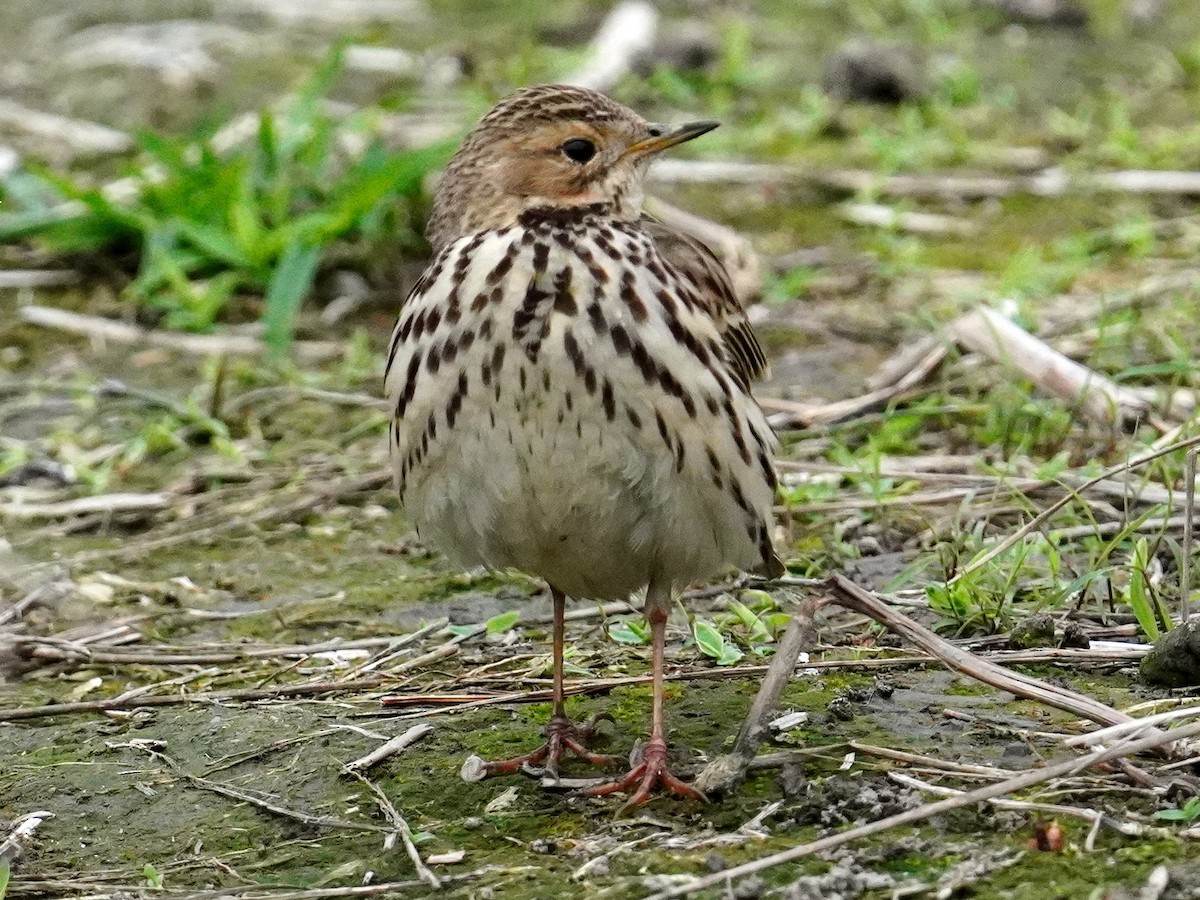 Red-throated Pipit - Donnie Tsui