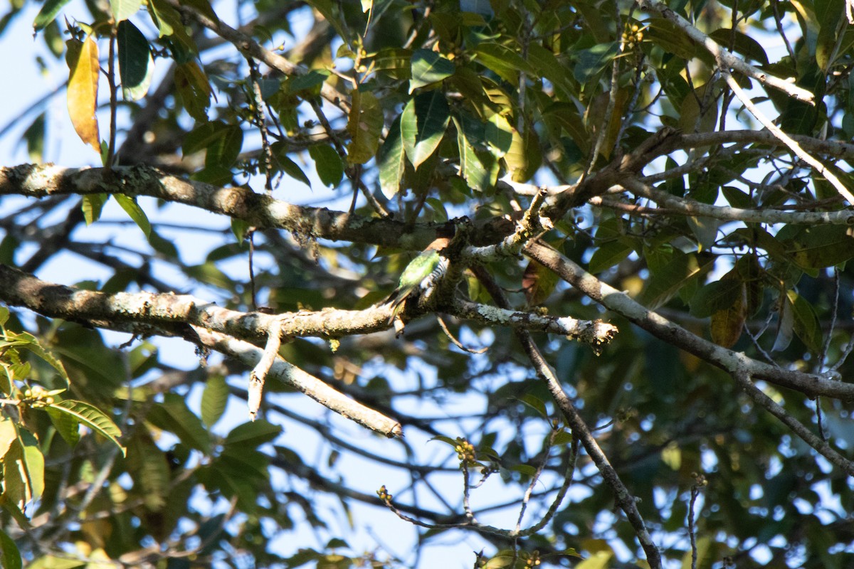 Asian Emerald Cuckoo - ML416120211