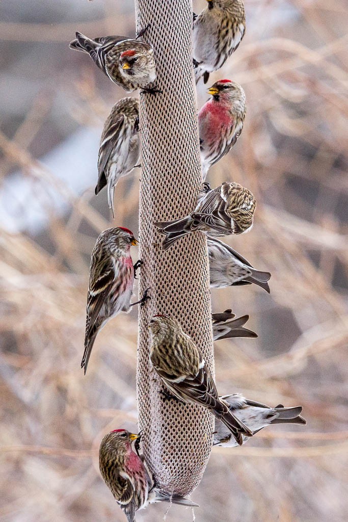 Common/Hoary Redpoll - ML416122061