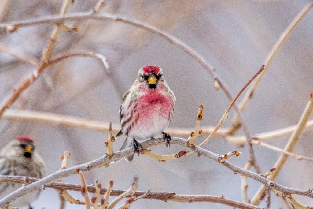 Common/Hoary Redpoll - ML416122081