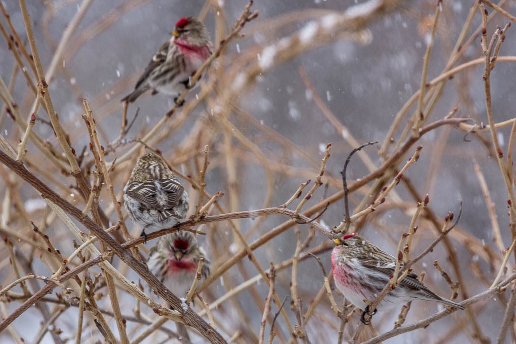 Common/Hoary Redpoll - ML416122141