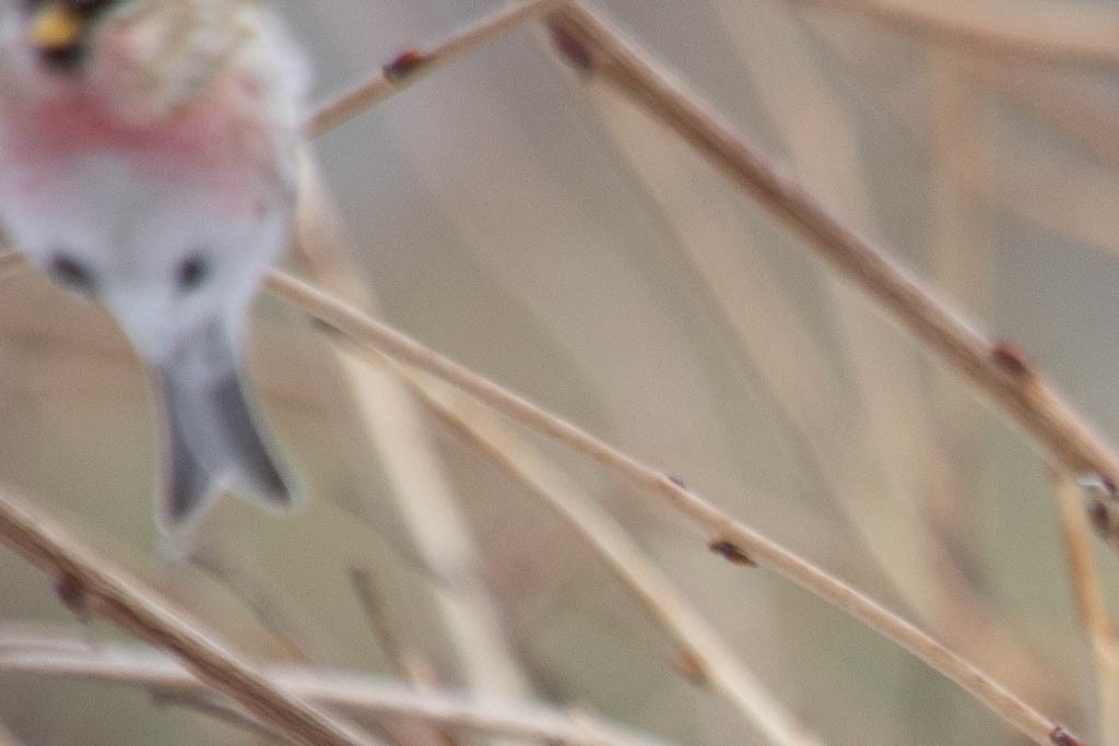 Common/Hoary Redpoll - ML416123911