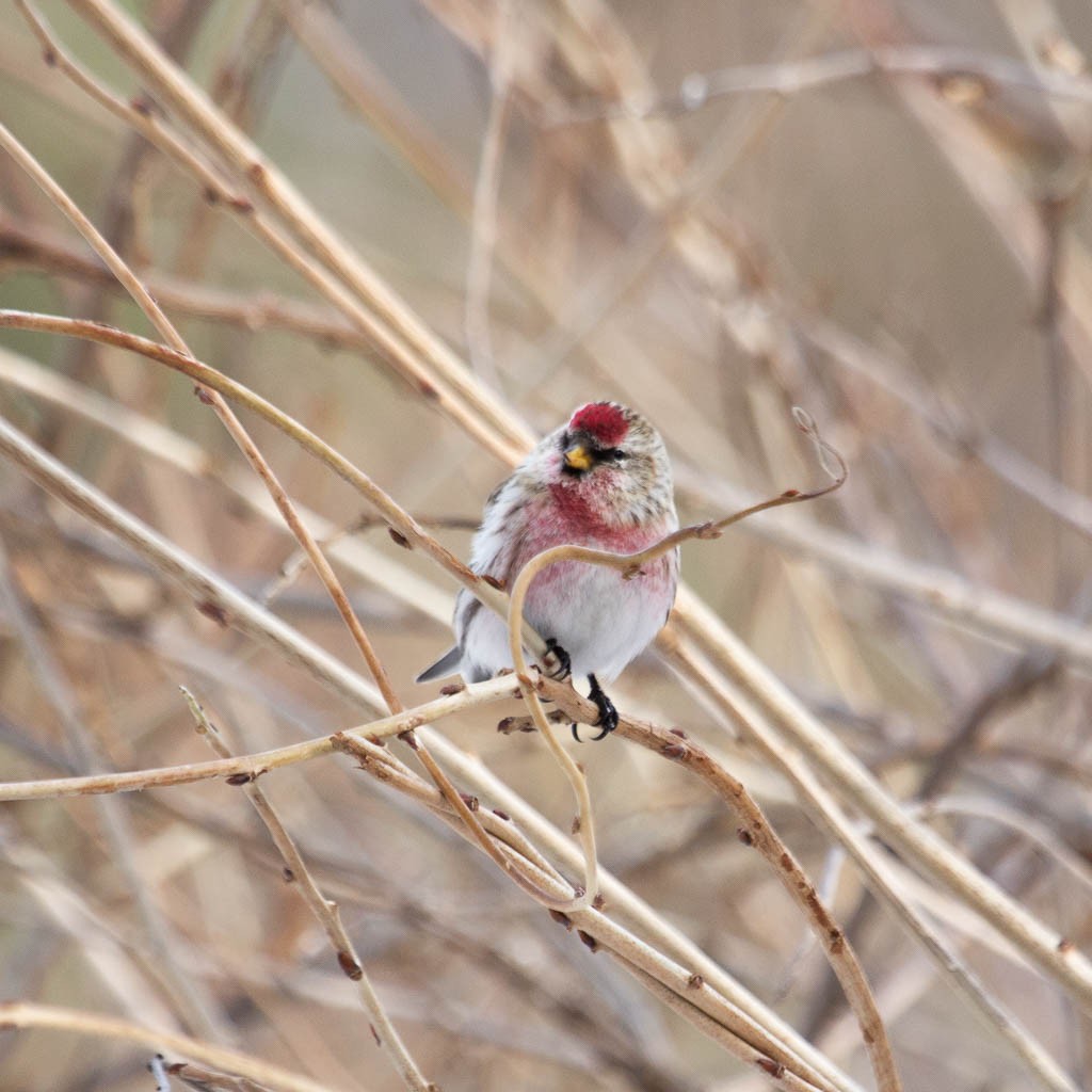 Common/Hoary Redpoll - ML416123931