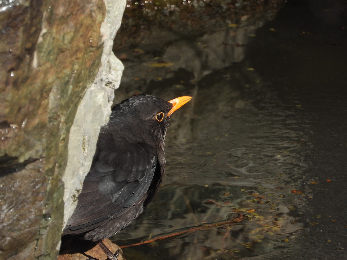 Chinese Blackbird - ML416125291