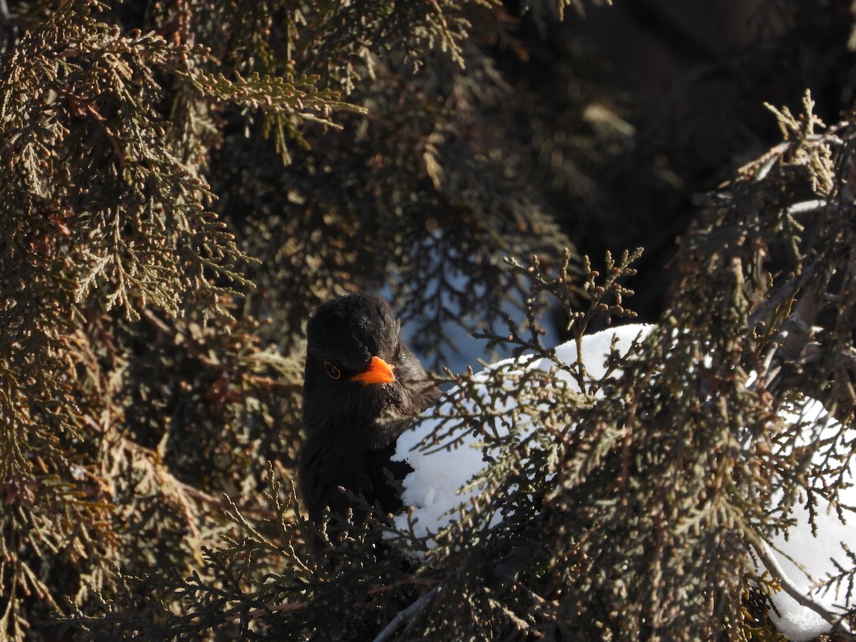 Chinese Blackbird - ML416125321