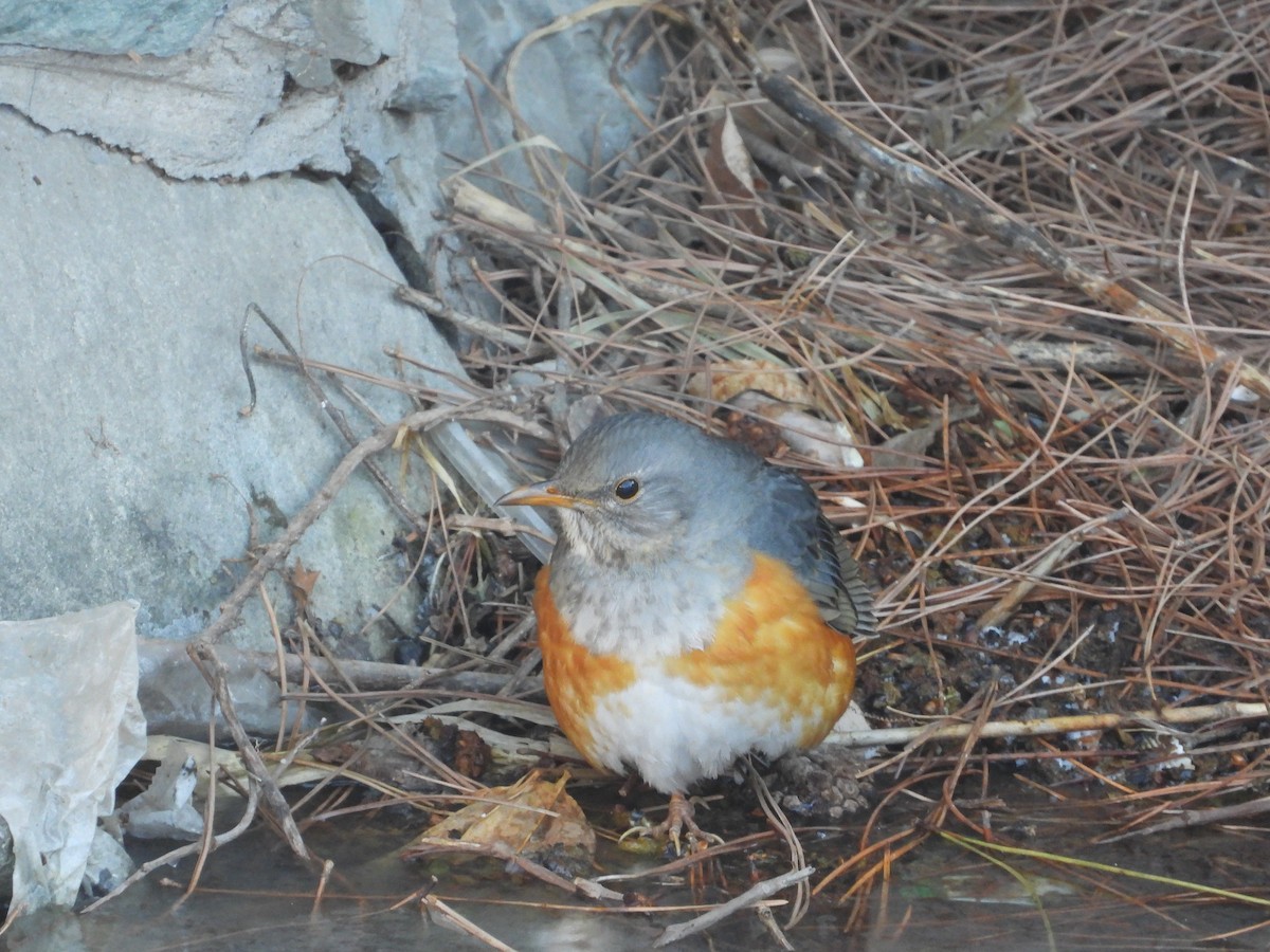 Gray-backed Thrush - ML416125431