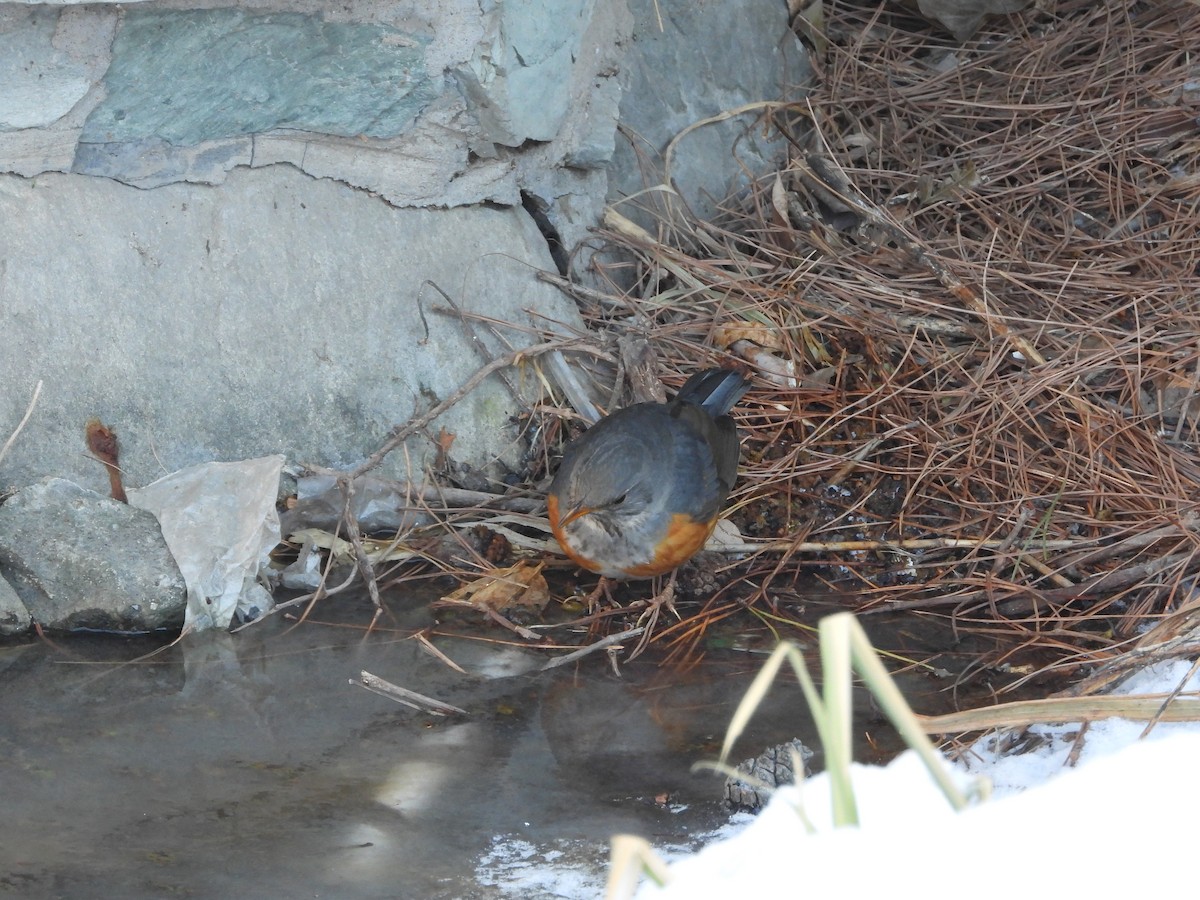 Gray-backed Thrush - ML416125441