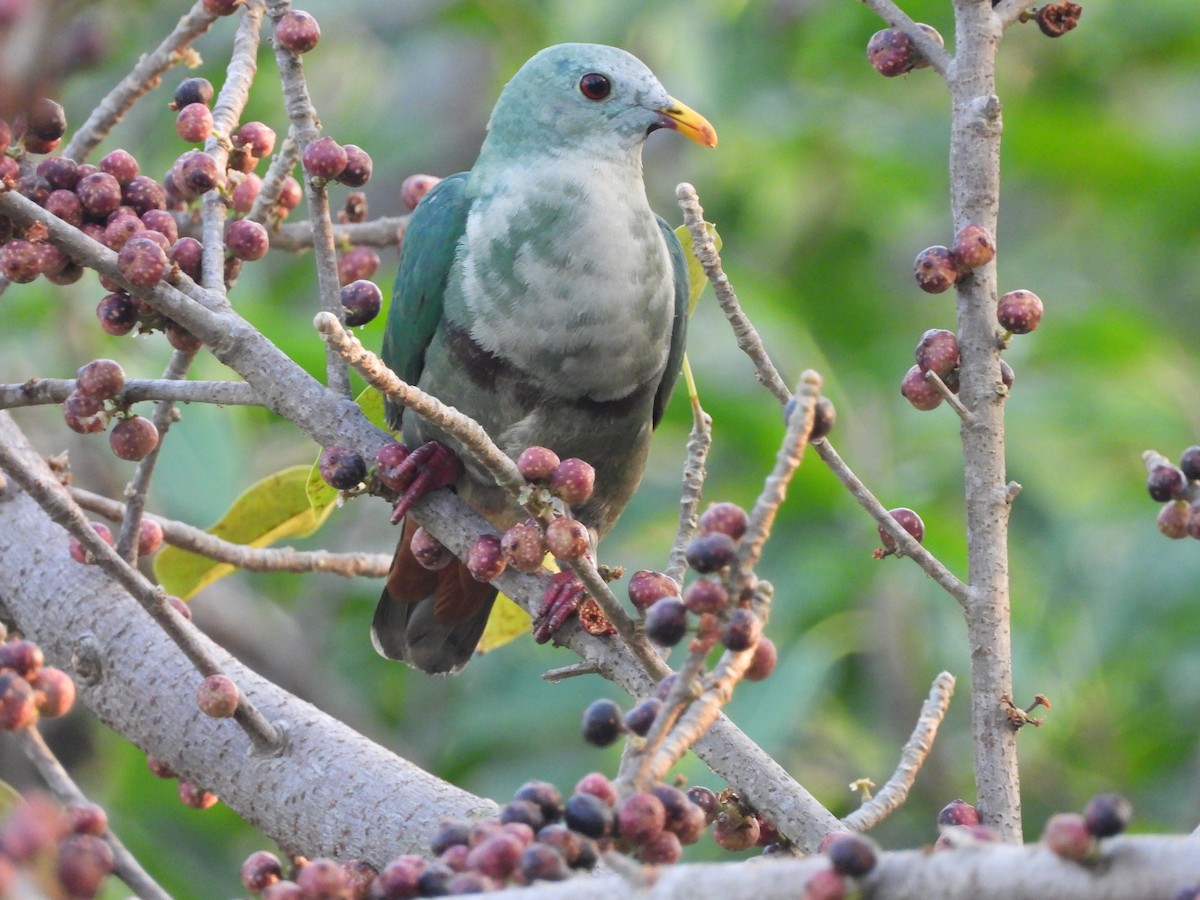 Black-chinned Fruit-Dove - 尤 俊華