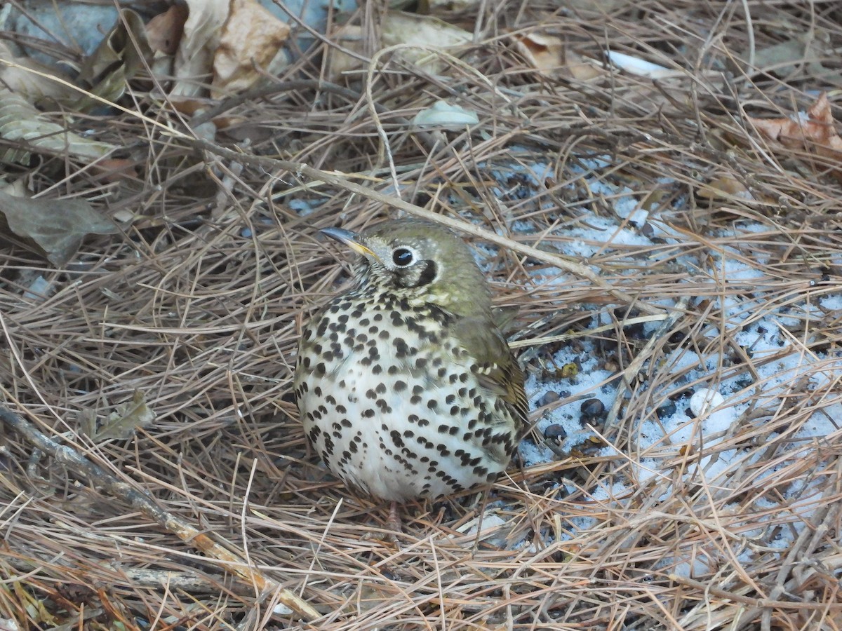 Chinese Thrush - ML416126651