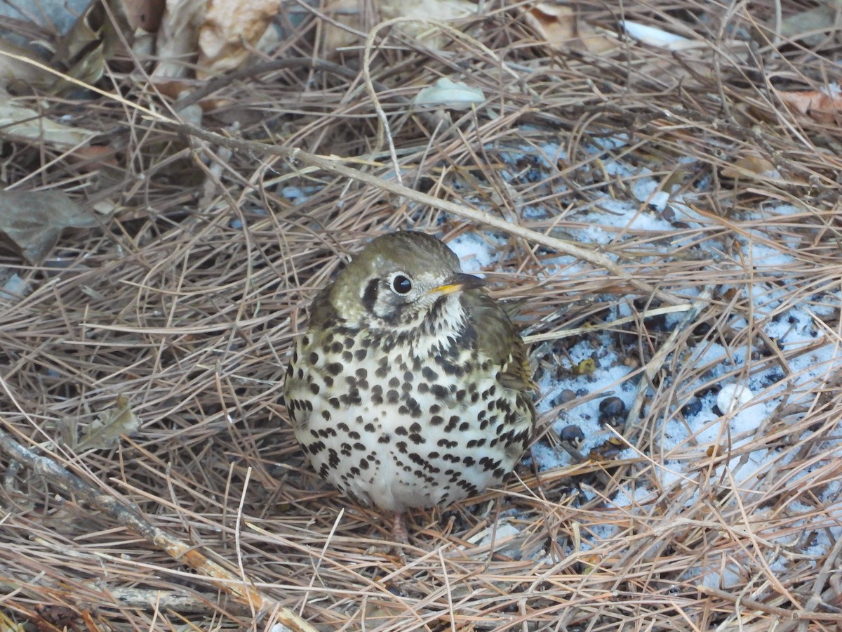 Chinese Thrush - ML416126661